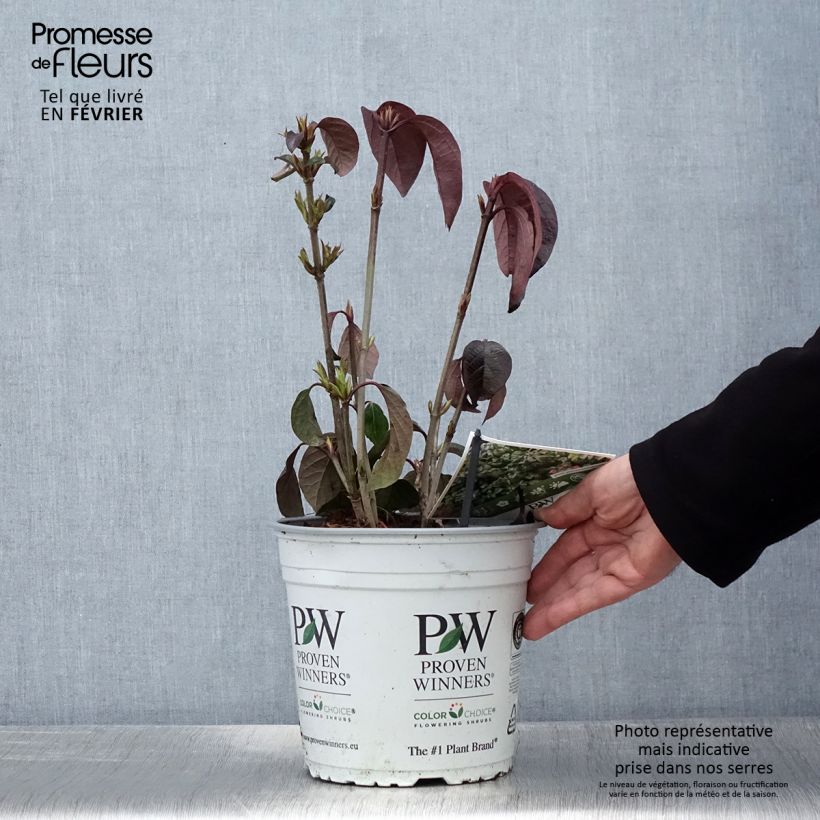 Exemplar von Schneeball Shiny Dancer - Viburnum Topf mit 3L/4L wie im Winter geliefert