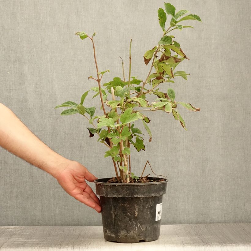 Example of Siebolds Viburnum Seneca - Viburnum sieboldii Topf mit 4L/5L as you get in ete