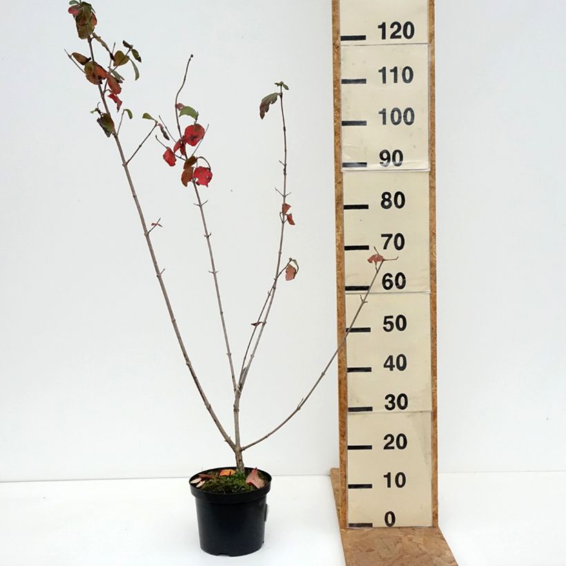 Exemplar von Großblumiger Duftschneeball - Viburnum carlcephalum Topf mit 3L/4L wie im Herbst geliefert