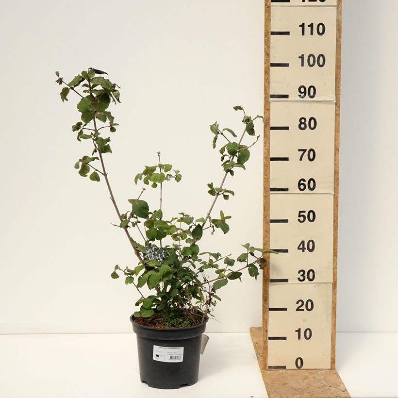 Example of Großblumiger Duftschneeball - Viburnum carlcephalum Topf mit 7,5L/10L as you get in ete