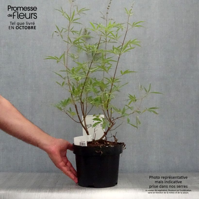 Example of Vitex agnus-castus Albus - Keuschbaum Topf mit 3L/4L as you get in automne