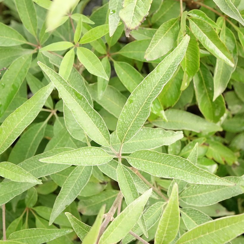 Vitex agnus-castus Blue Didley - Keuschbaum (Foliage)