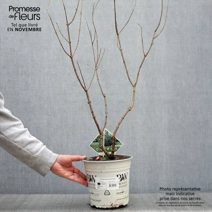Example of Vitex agnus-castus Blue Didley - Keuschbaum Topf mit 3L/4L as you get in automne