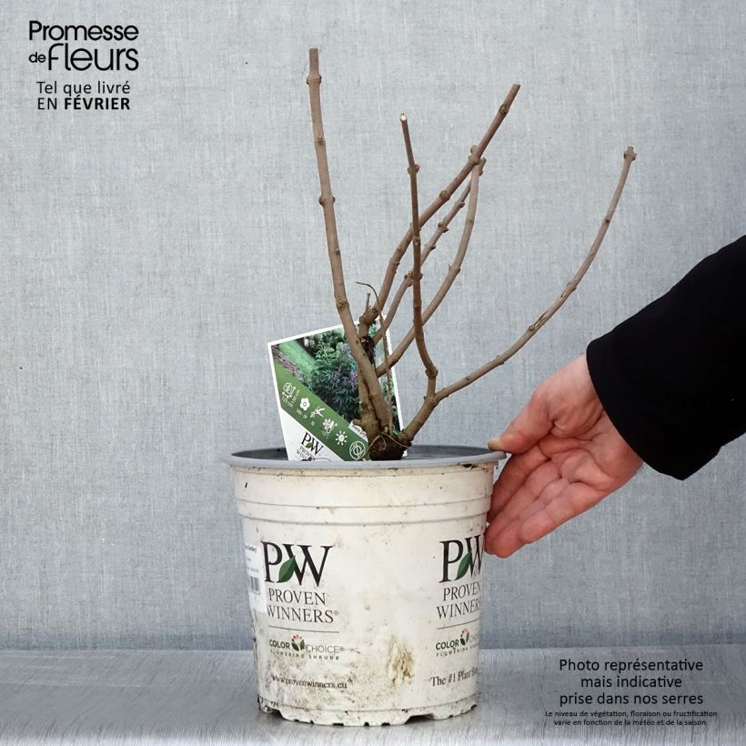 Exemplar von Vitex agnus-castus Blue Didley - Keuschbaum Topf mit 3L/4L wie im Winter geliefert