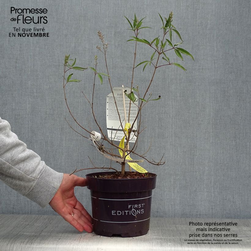 Example of Vitex agnus-castus Blue Puffball - Keuschbaum Topf mit 3L/4L as you get in automne