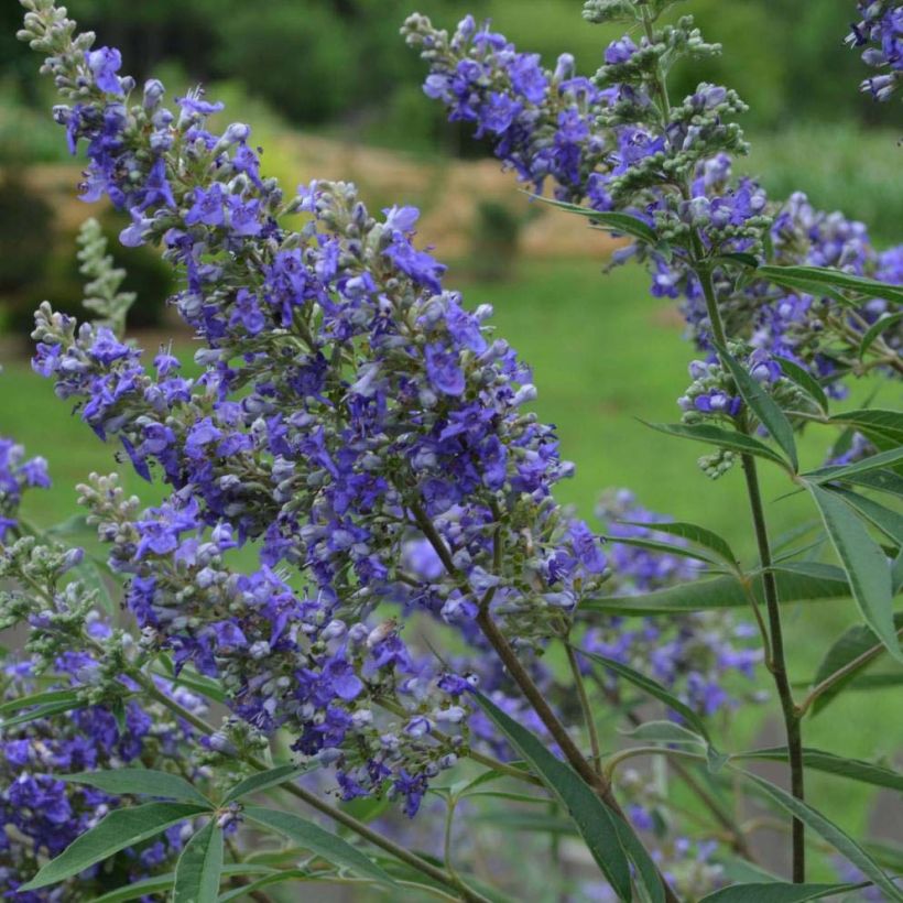 Vitex agnus-castus Delta Blues - Keuschbaum (Flowering)