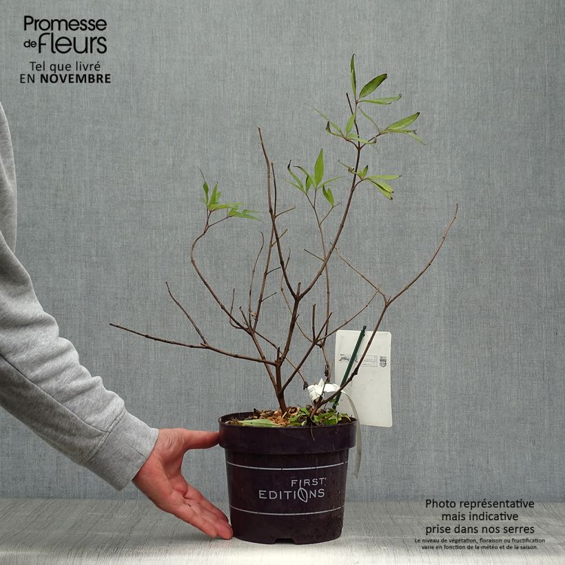 Example of Vitex agnus-castus Delta Blues - Keuschbaum Topf mit 3L/4L as you get in automne