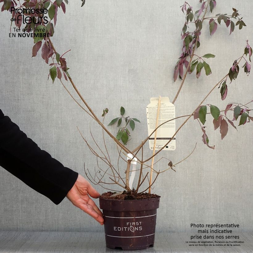 Example of Vitex agnus-castus Flip Side - Keuschbaum Topf mit 3L/4L as you get in automne