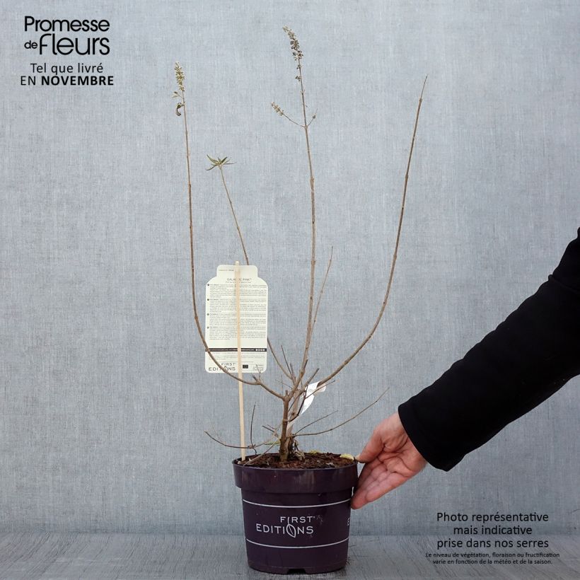 Exemplar von Vitex agnus-castus Galactic Pink - Keuschbaum Topf mit 3L/4L wie im Herbst geliefert
