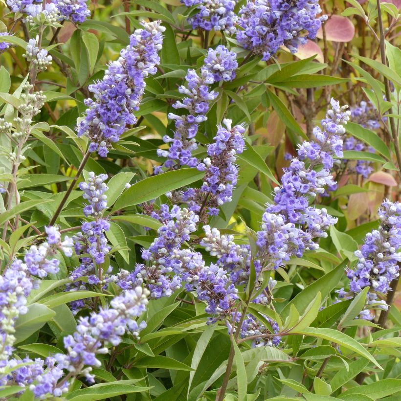 Vitex agnus-castus Latifolia - Keuschbaum (Flowering)