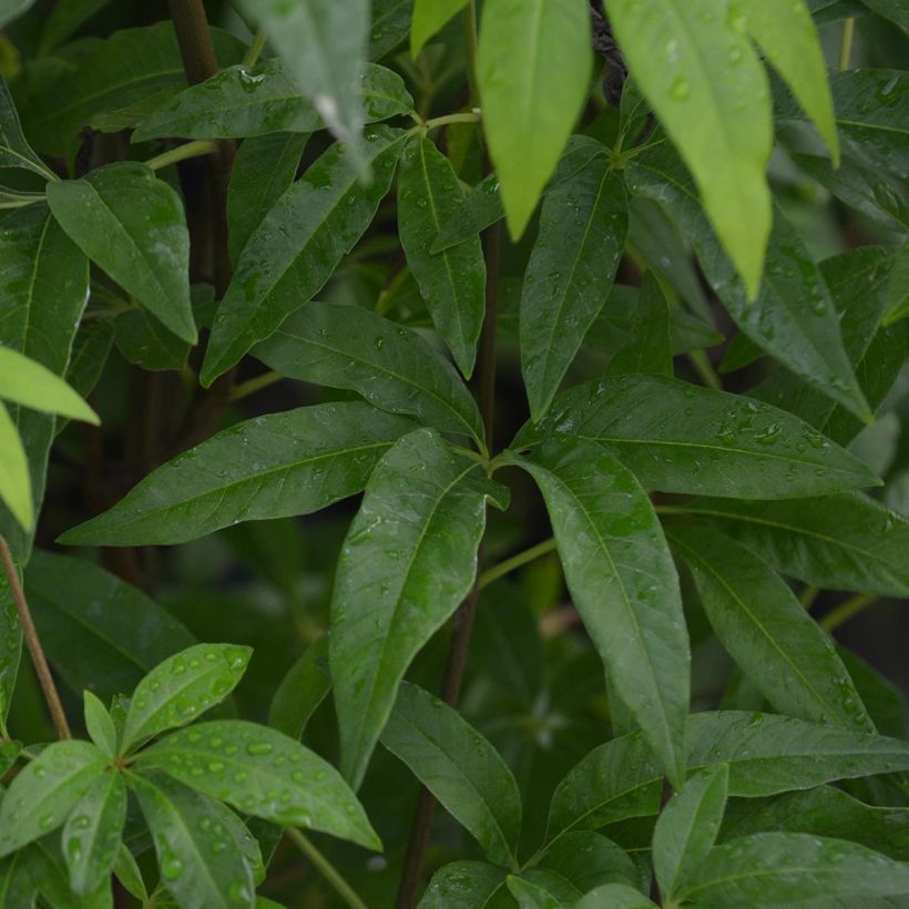 Vitex agnus-castus Latifolia - Keuschbaum (Foliage)