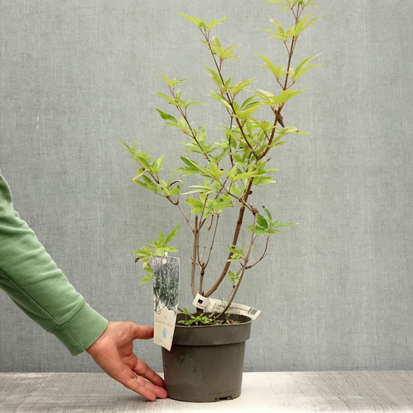 Exemplar von Vitex agnus-castus Magical Summertime Blues - Keuschbaum Topf mit 2L/3L wie im Sommer geliefert