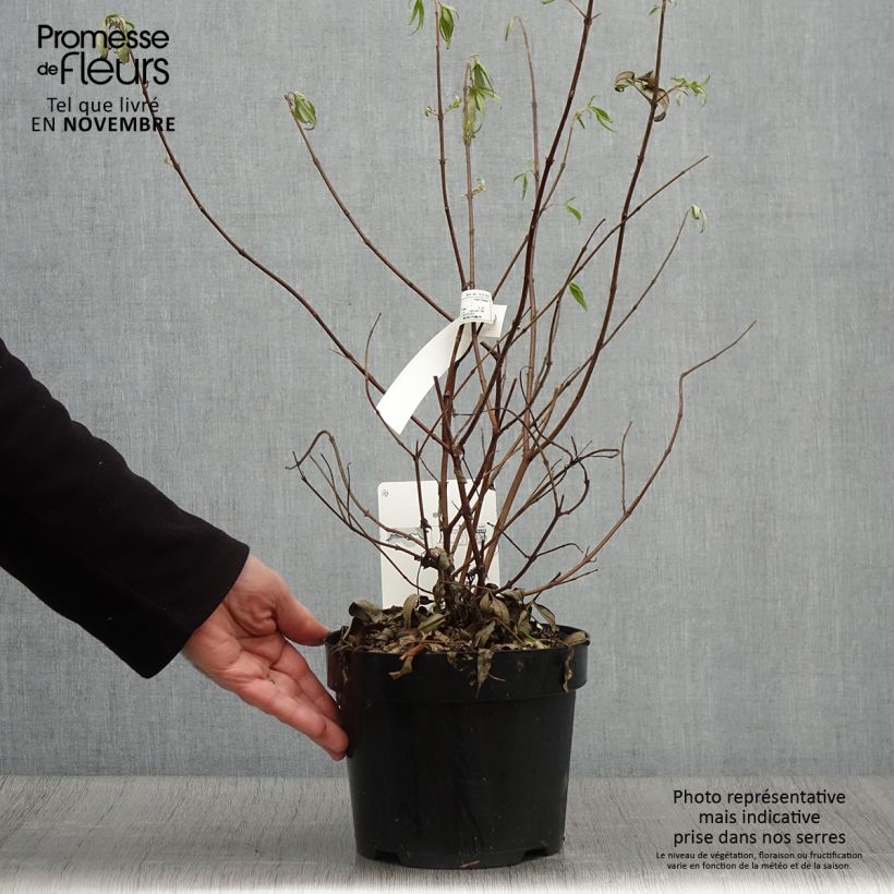 Example of Vitex agnus-castus Pink Pinnacle - Keuschbaum Topf mit 3L/4L as you get in automne