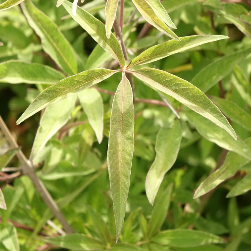Vitex agnus-castus Pink Pinnacle - Keuschbaum (Foliage)