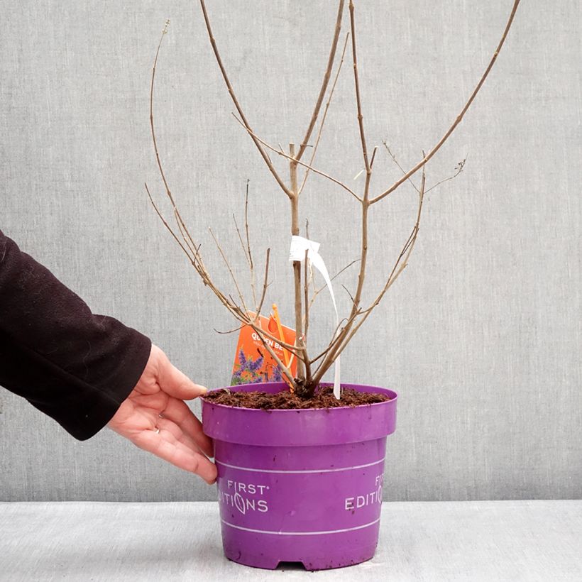 Exemplar von Vitex agnus-castus Queen Bee - Keuschbaum Topf mit 3L/4L wie im Winter geliefert