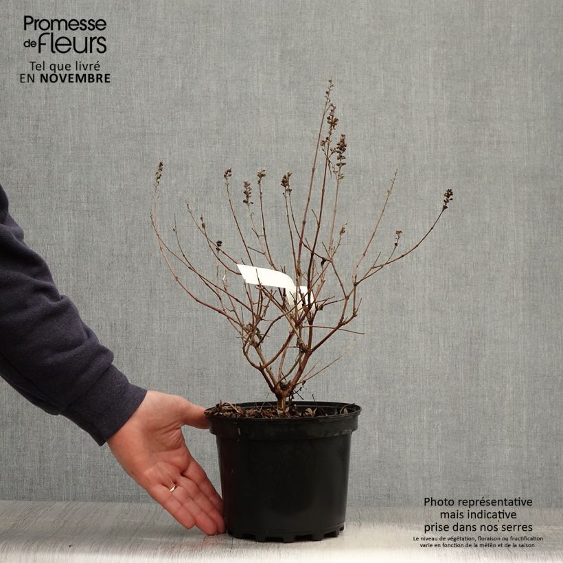 Example of Vitex agnus-castus Santamaria - Keuschbaum Topf mit 3L/4L as you get in automne