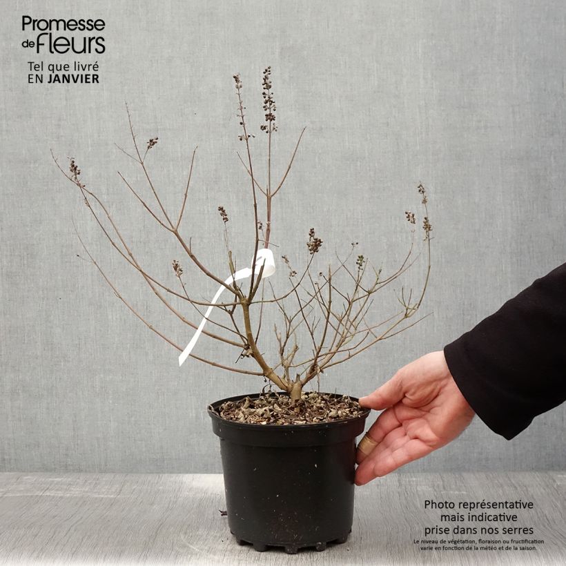 Exemplar von Vitex agnus-castus Santamaria - Keuschbaum Topf mit 3L/4L wie im Winter geliefert