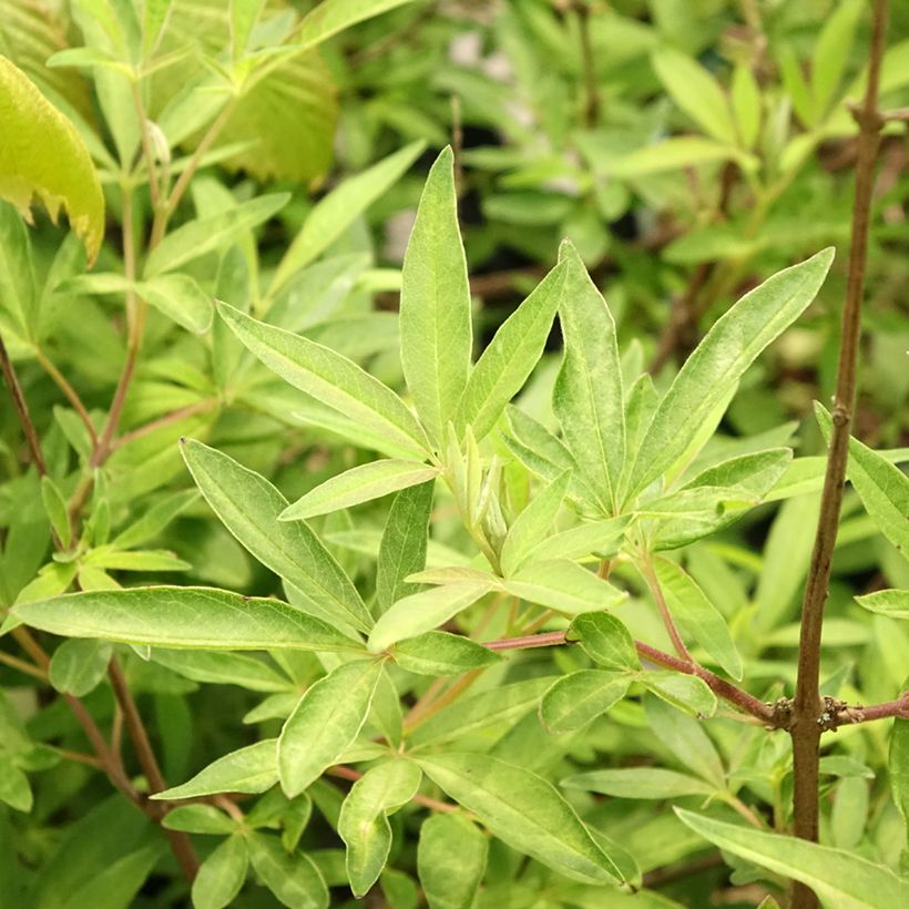 Vitex agnus-castus Santamaria - Keuschbaum (Foliage)