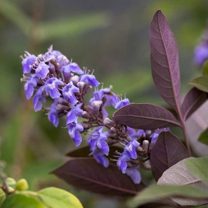 Vitex agnus-castus Flip Side - Keuschbaum (Flowering)