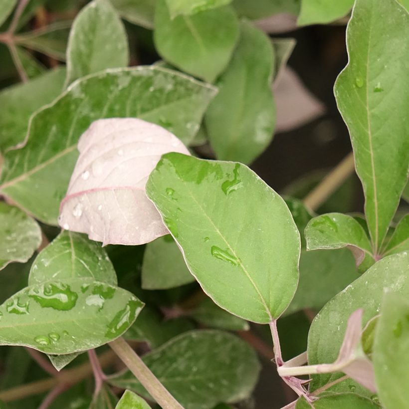 Vitex trifolia Purpurea (Foliage)