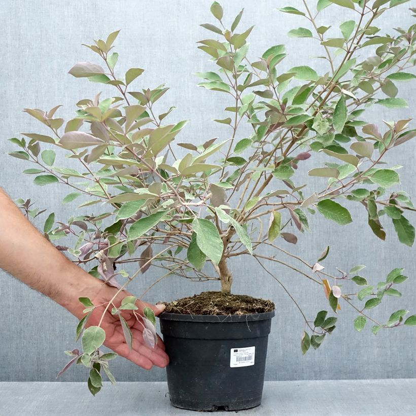 Example of Vitex trifolia Purpurea Topf mit 3L/4L as you get in ete