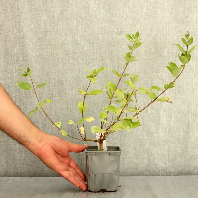 Exemplar von Vitex agnus-castus Chicagoland Blues - Keuschbaum Topf 12 cm / 13 cm wie im Sommer geliefert