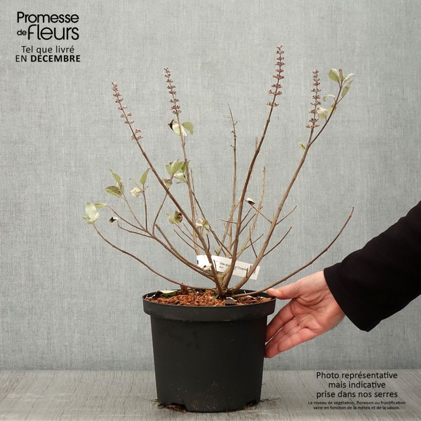Example of Vitex agnus-castus Chicagoland Blues - Keuschbaum Topf mit 3L/4L as you get in automne