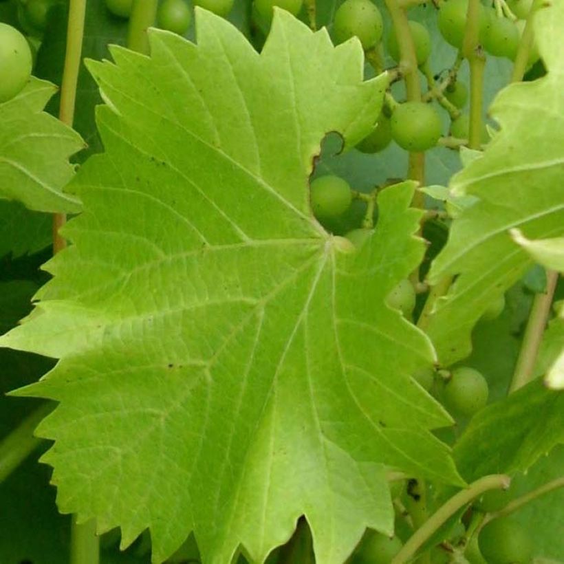 Weinrebe Fragola Bianca - Vitis labrusca x vinifera (Foliage)