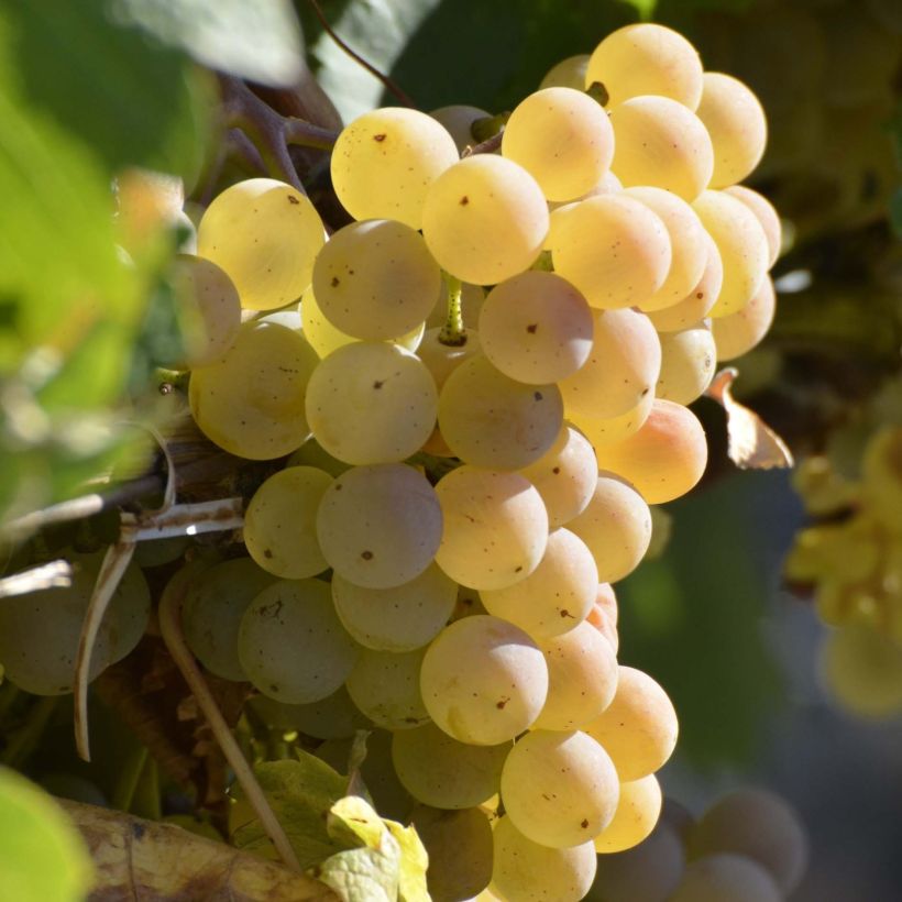 Weinrebe Fragola Bianca - Vitis labrusca x vinifera (Harvest)