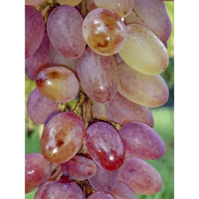Weinrebe Miss Pink (Harvest)