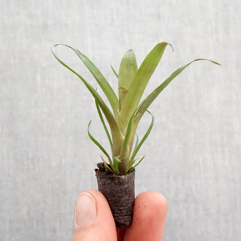 Example of Vriesea Christiane - Flammendes schwert Mini-plante as you get in printemps