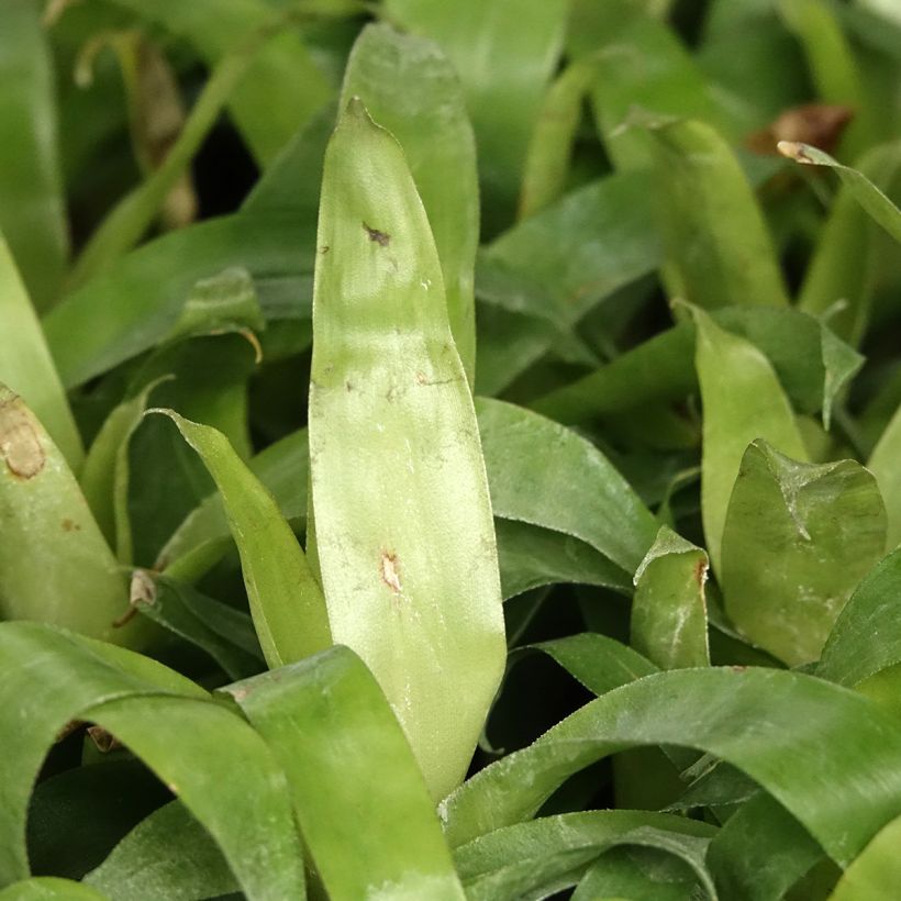 Vriesea Delphinus - Flammendes schwert (Laub)