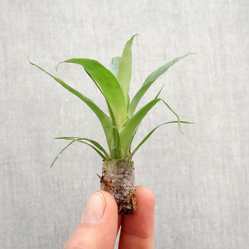Example of Vriesea Delphinus - Flammendes schwert Mini-plante as you get in printemps