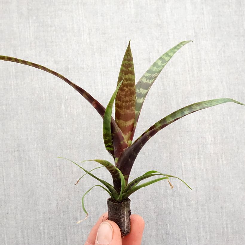 Example of Vriesea Favoriet - Flammendes schwert Mini-plante as you get in printemps