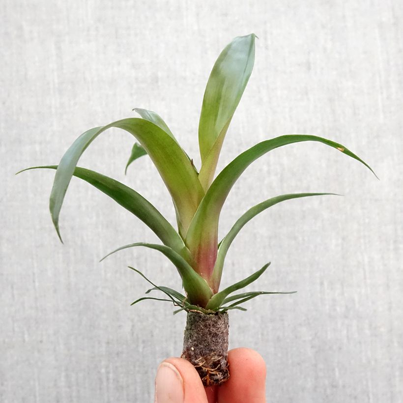 Example of Vriesea Ida - Flammendes schwert Mini-plante as you get in printemps
