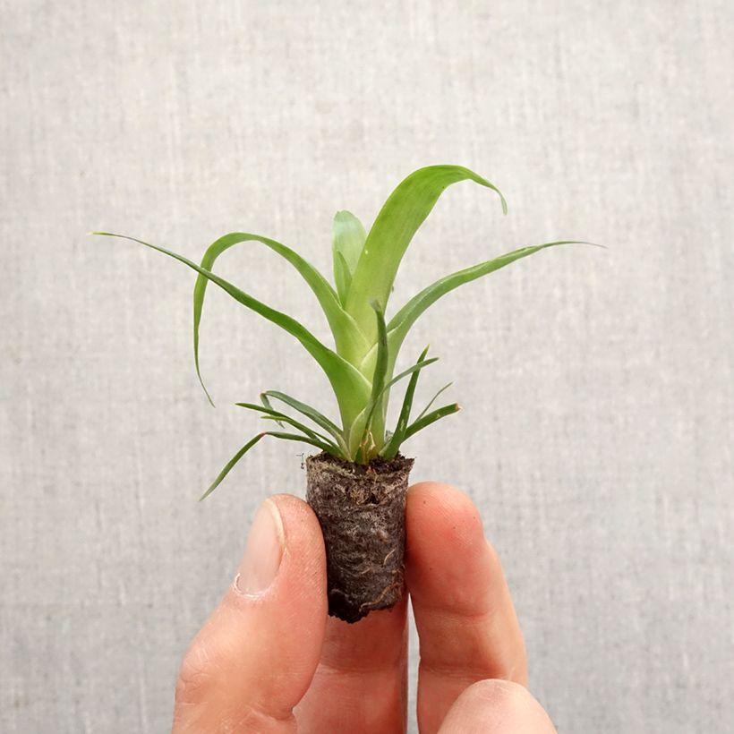 Example of Vriesea Kallisto - Flammendes schwert Mini-plante as you get in printemps