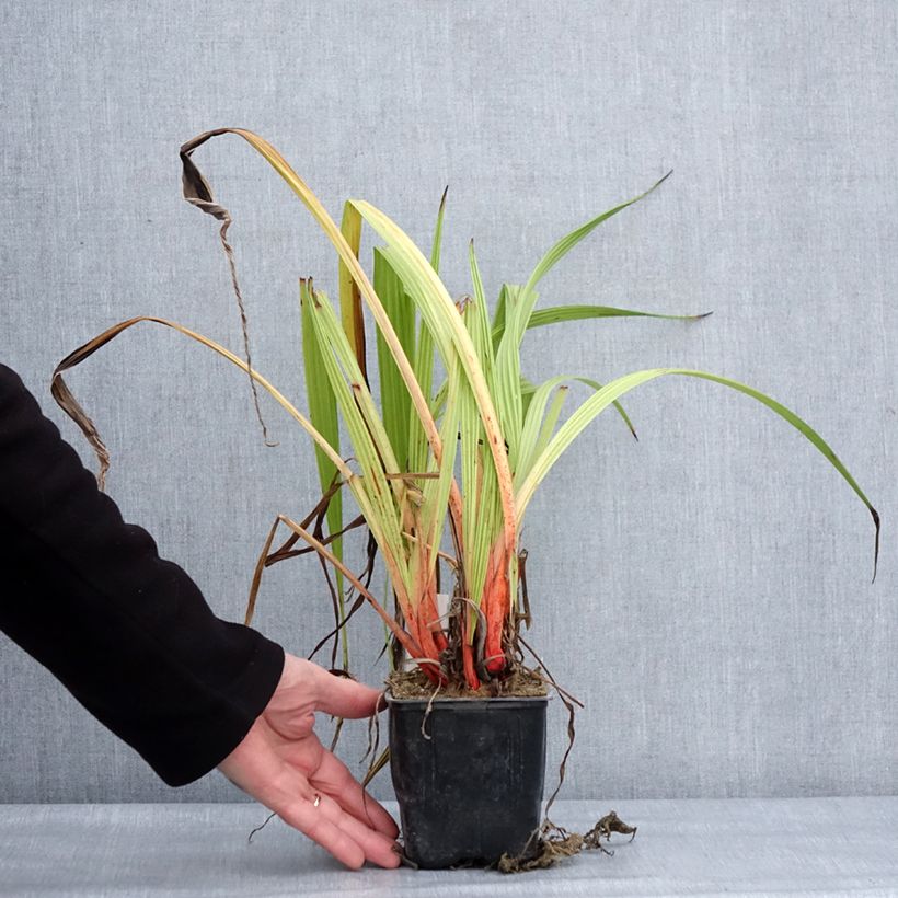 Exemplar von Wachendorfia thyrsiflora - Wachendorfia Topf 10 cm/11cm wie im Winter geliefert