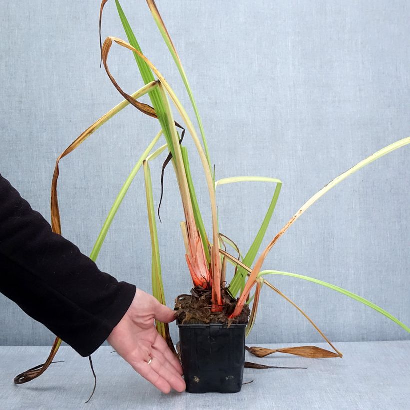 Exemplar von Wachendorfia thyrsiflora - Wachendorfia Topf 10 cm/11cm wie im Frühjahr geliefert