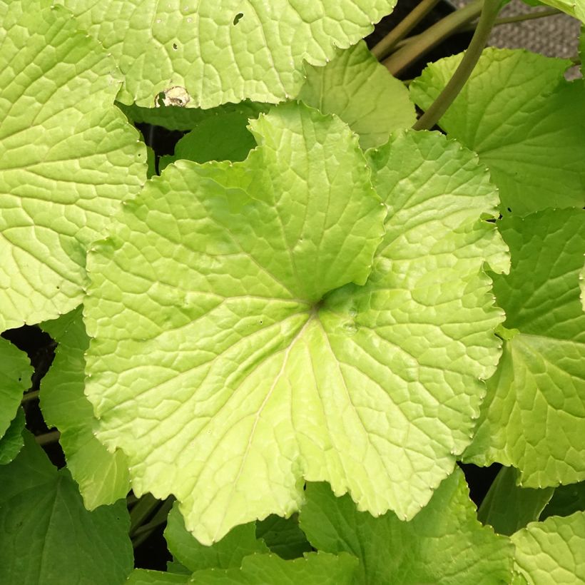 Wasabi - Eutrema japonica (Foliage)