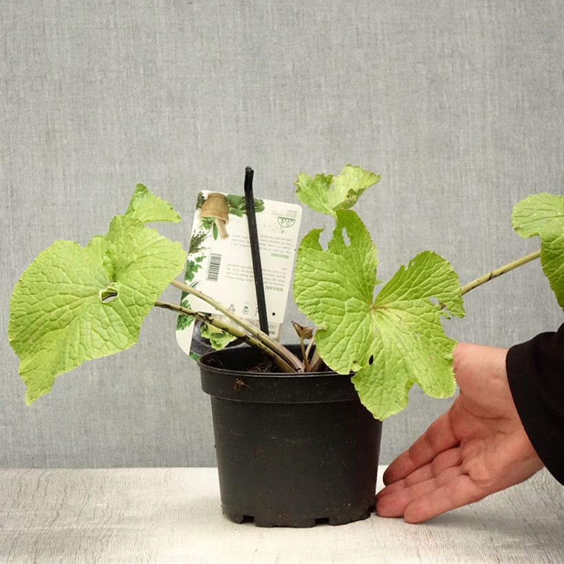 Example of Wasabi - Eutrema japonica Topf mit 1,5L/2L as you get in ete