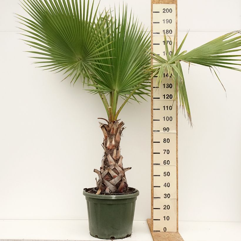 Exemplar von Washingtonia robusta - Fächerpalme Topf mit 50L/55L wie im Sommer geliefert