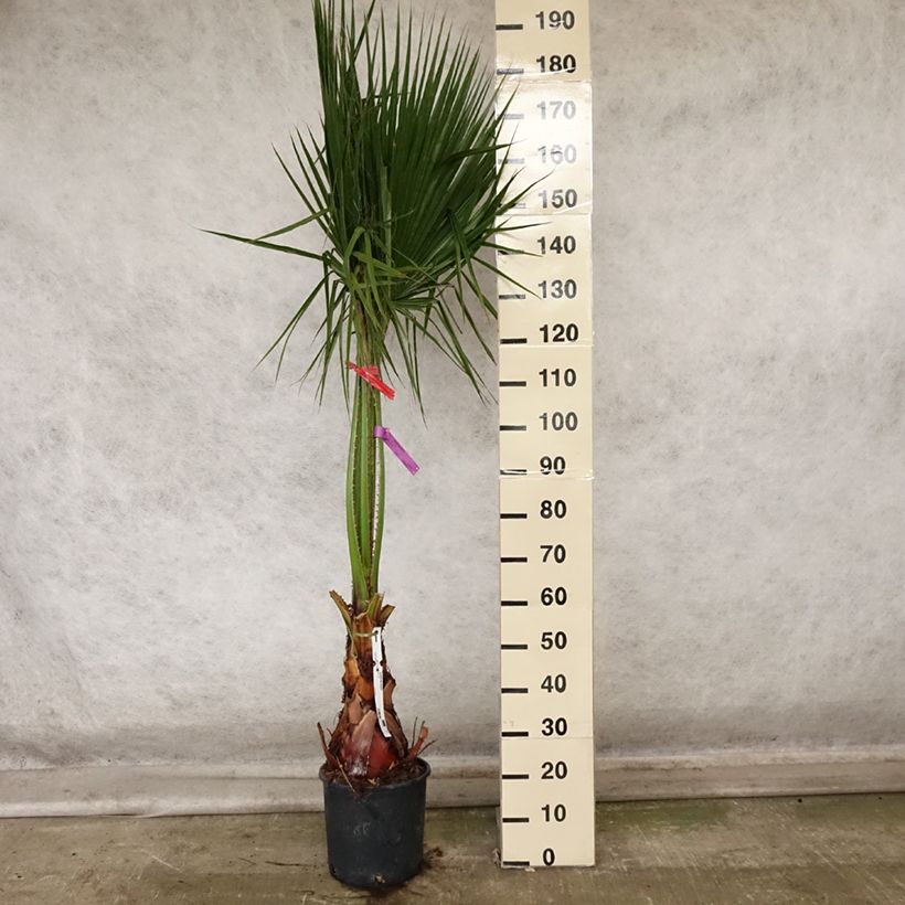 Example of Washingtonia robusta - Fächerpalme Topf mit 7,5L/10L as you get in automne