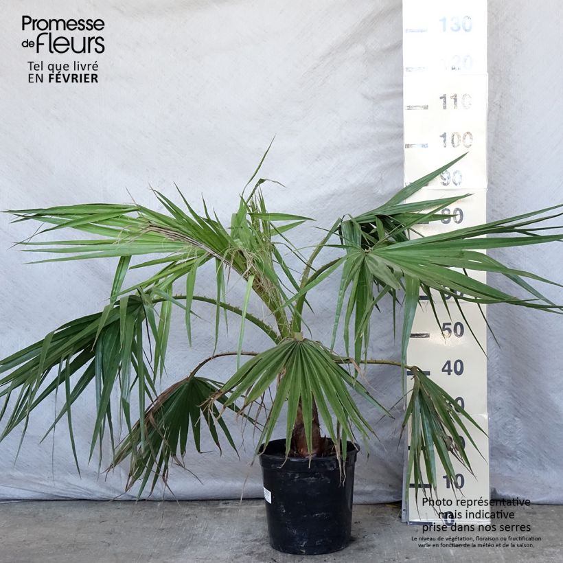 Exemplar von Washingtonia robusta - Fächerpalme Topf mit 7,5L/10L wie im Winter geliefert