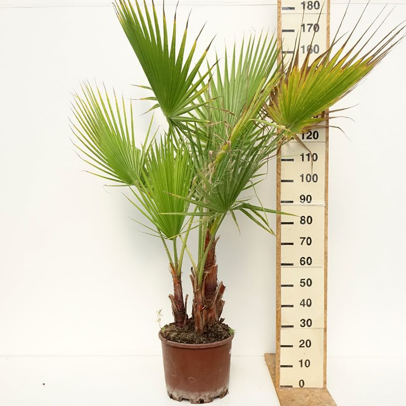 Exemplar von Washingtonia robusta - Fächerpalme Topf mit 20L/25L wie im Sommer geliefert