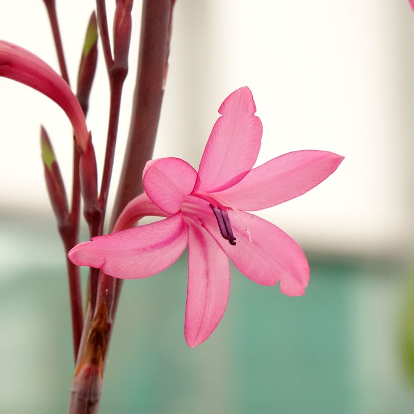 Watsonia borbonica - Watsonie (Blüte)