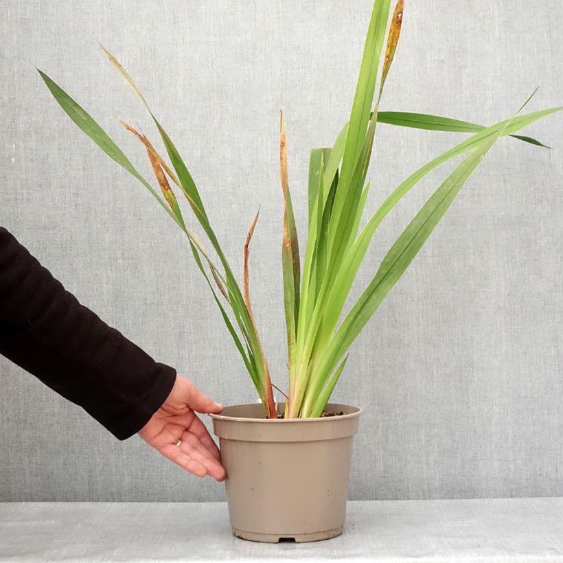 Exemplar von Watsonia borbonica - Watsonie Topf mit 4L/5L wie im Winter geliefert