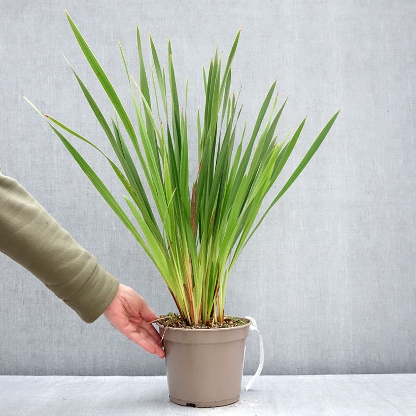 Exemplar von Watsonia gigantea - Watsonie Topf mit 4L/5L Kaliber/Größe 10+ wie im Winter geliefert