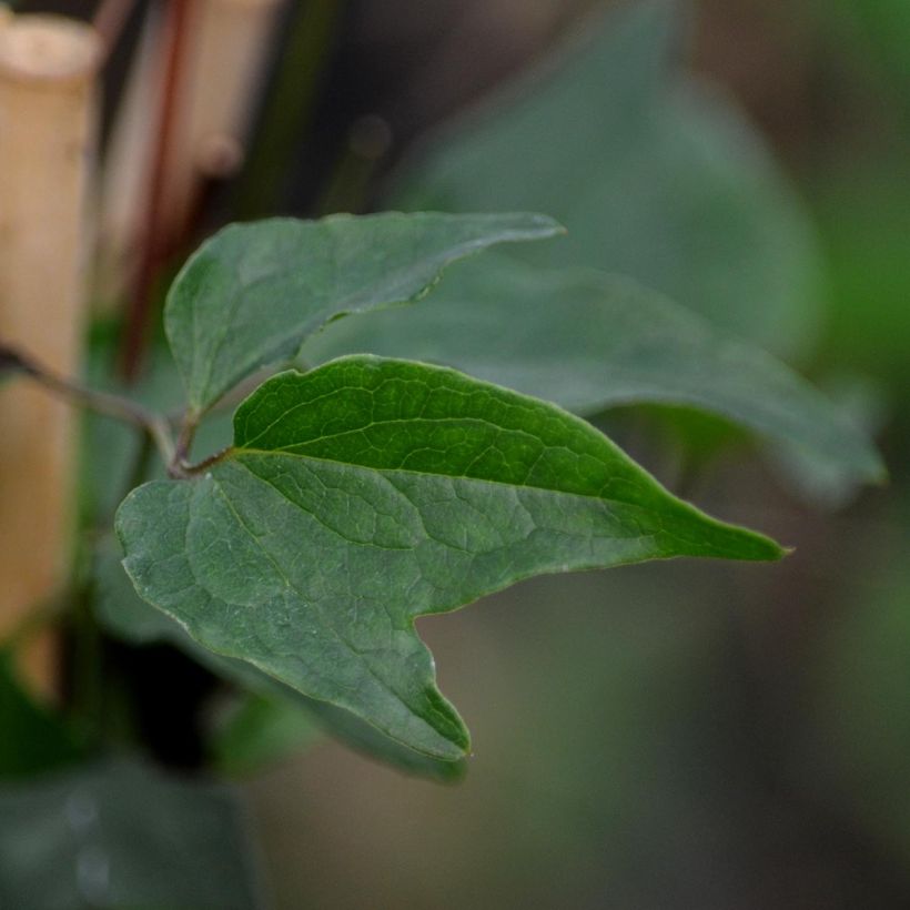 Dregea sinensis - Watakakaschlinge (Foliage)