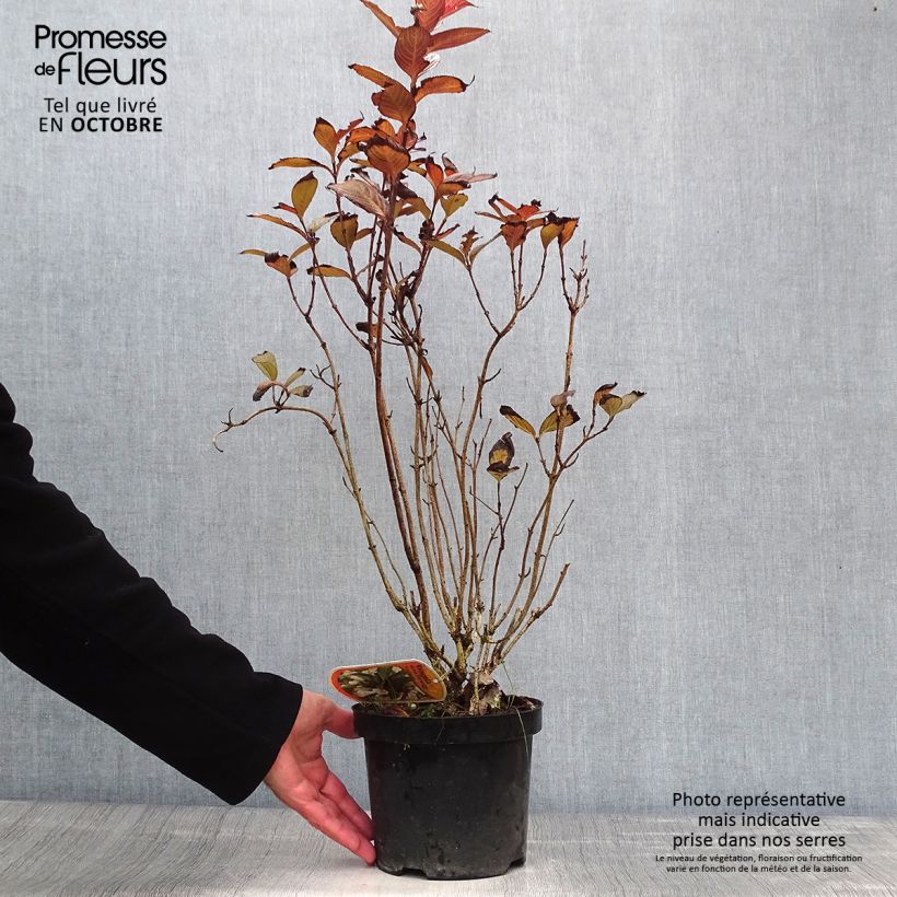 Example of Weigela Black and White Topf mit 3L/4L as you get in automne