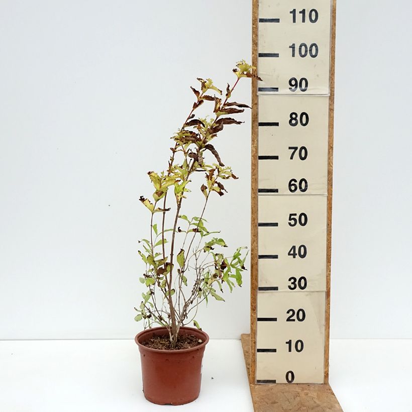 Exemplar von Weigela Briant Rubidor Olympiade Topf mit 4L/5L wie im Herbst geliefert